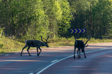 Idre, Sweden Freely roaming reindeer on a road in the Dalarna region. © Alexander
