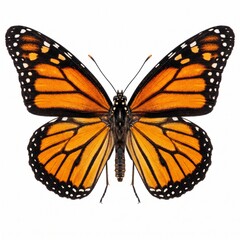 Fototapeta premium Monarch butterfly resting on white background. Close-up of vibrant orange and black wings, detailed macro shot of insect in natural pose.