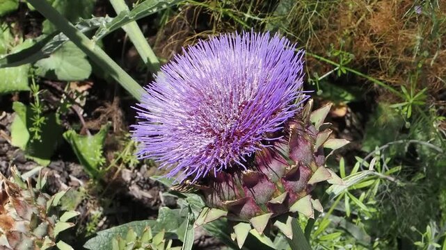 Cynara cardunculus a summer autumn fall flowering plant with a purple thistle like summertime flower commonly known as cardoon or globe artichoke, gardening stock video footage 