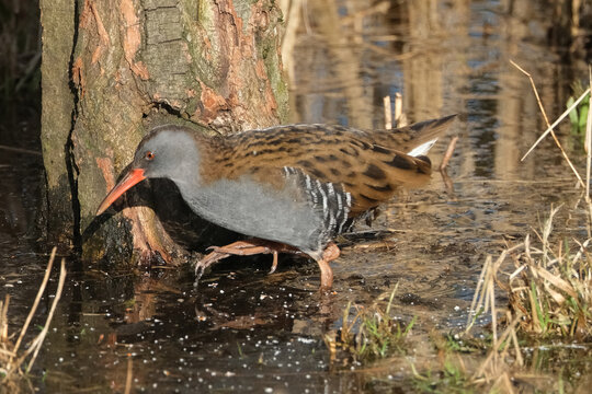 Water rail (Rallus aquaticus) foraging in a wetland marsh, elusive wading bird in its natural habitat