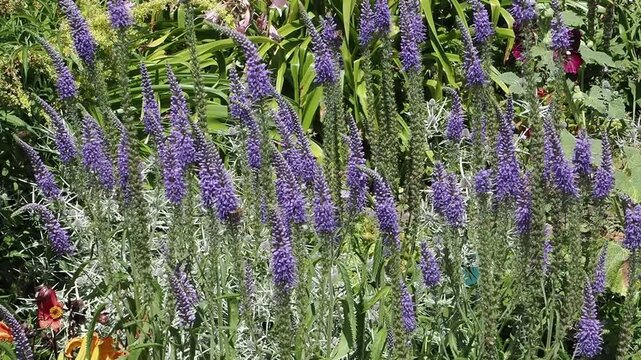 Veronica longifolia a summer flowering plant with a blue  summertime flower commonly known as garden speedwell, gardening stock video footage clip