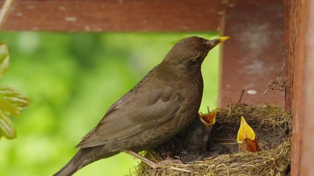 A female blackbird lands on the nest without food. Two nestlings lift their heads and keep their beaks open while begging. Slightly elevated close-up in natural daylight.