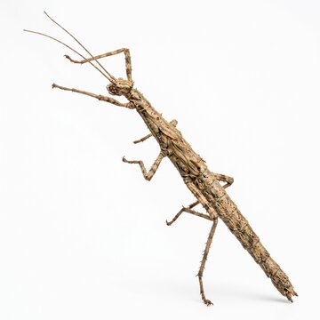 Close-up of a stick insect on white background. Insect in natural pose, detailed macro shot, minimalistic setting, high-resolution image for insect...