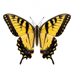 Fototapeta premium Close-up of a vibrant swallowtail butterfly on white background. Macro shot highlighting colorful wings and delicate details.