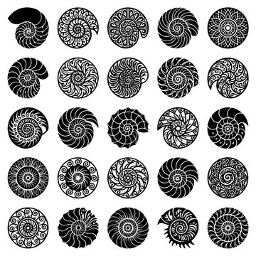 Detailed ornamental spiral shell icons and decorative sea mollusks with ornament
