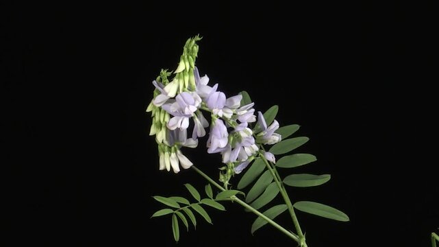 Common goat's rue (Galega officinalis) flowers blooming in timelapse