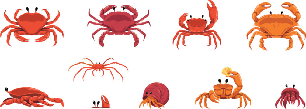 Marine Crab and Sea Life Vector Illustration Set Featuring Various Crustaceans, Hermit Crabs, and Claws for Seafood Menus and Ocean Education Designs