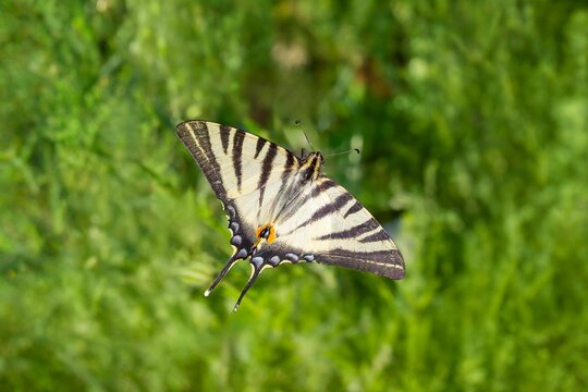 A scarce swallowtail  (Iphiclides podalirius). One of the most beautiful butterflies in Europe with white yellowish large wing, black stripes row of blue blotches, one red spot and long tail