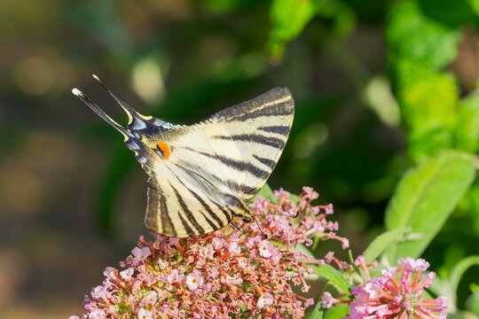 A scarce swallowtail or pear-tree swallowtail butterfly (Iphiclides podalirius) gorges on nectar from a butterfly-bush flower (Buddleja davidii)
