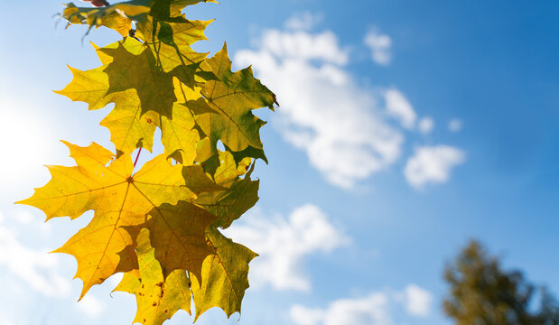 Yellow Maple Leaves Against Bright Blue Sky with White Clouds in Autumn