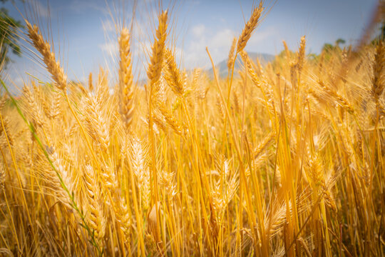 Golden Wheat Field Closeup at Summer Harvest Season