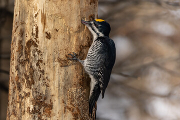 Black-backed Woodpecker © Stan