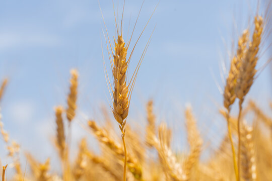 Golden Wheat Field Closeup at Summer Harvest Season