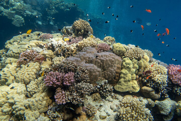 Tropical coral reef garden, marine life with colorful soft and hard corals, underwater world © mychadre77