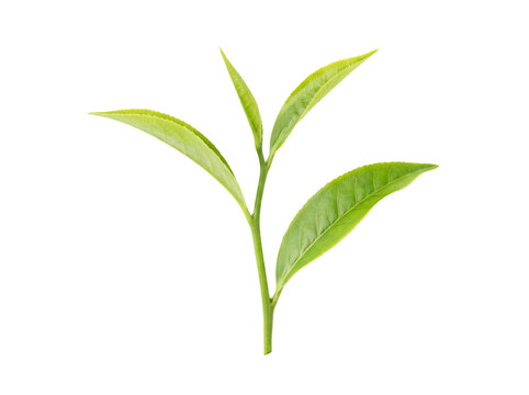 Fresh young tea leaves shoot with vibrant green color isolated on white background. Close-up of Camellia sinensis leaves showing natural texture and veins. Perfect for tea, organic, natural, health