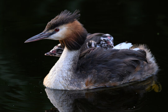 Great crested grebe with chicks on her back