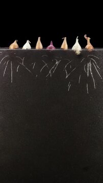 Time lapse of growing onion bulbs in a rhizobox, vertical orientation. The onion bulbs were growing and developed roots and sprouts within 17 days.