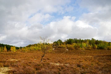 The lonely tree of  the Hot Valley in Fontainebleau forest. autumn season © hassan bensliman