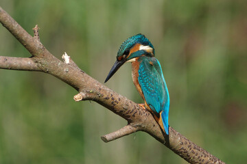 Common Kingfisher (Alcedo atthis) perched on a tree branch looking for prey with a soft green background. © Badr