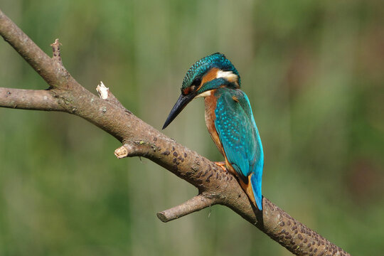 Common Kingfisher (Alcedo atthis) perched on a tree branch looking for prey with a soft green background.
