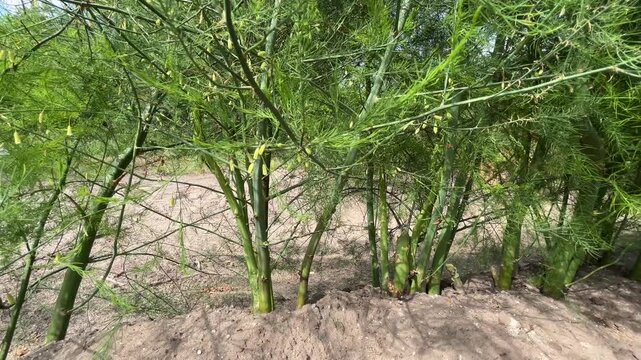 Mature Asparagus Stems Growing from Soil Ridge in Cultivated Field