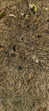 The Dormant Earth: Seasonal Autumn Leaf Decay and Natural Patterns Texture on the Cemetery Floor in Magelang
