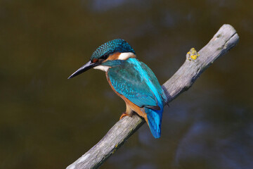 Eurasian kingfisher bird sitting on a mossy twig with clean green bokeh background. © Badr
