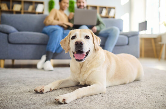 Dog couple with laptop at home relaxing indoors. Friendly pet retriever lies on carpet while owners sit on the sofa behind, showing cozy family life and leisure. Warm home bonding and comfort.