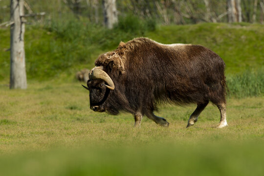 Muskox