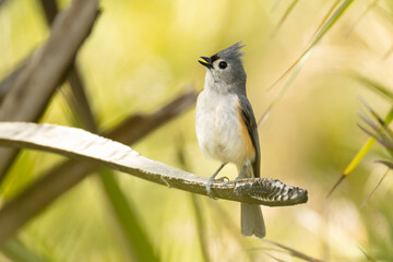 Tufted Titmouse © Stan