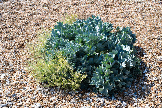 Sea kale growing naturally on a Sussex shingle beach