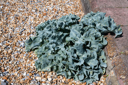 Mature sea kale growing beside a sea wall on a pebble beach