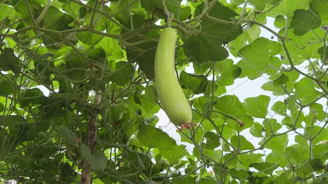 Long light‑green bottle gourd hanging vertically from overhead trellis vine surrounded by broad green leaves.