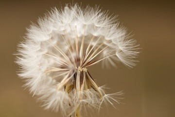 Fototapeta premium Dandelion seed head in soft focus