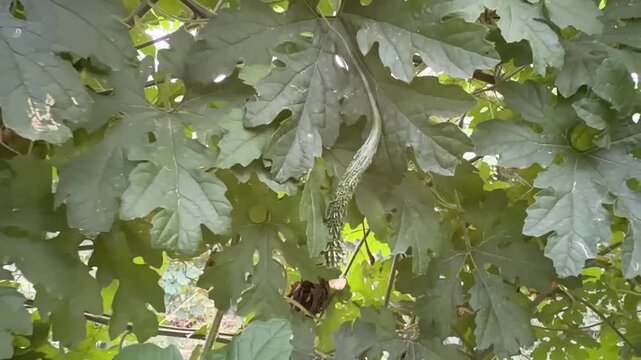 Tiny bumpy bitter melon fruit growing on vine with green leaves supported by trellis strings.