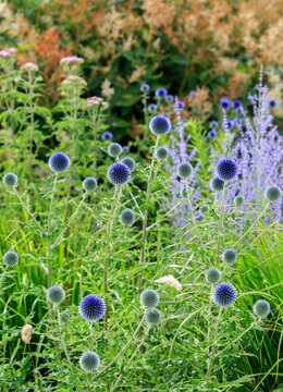 Meadow full of Echinop - Globe Thistle Flowers in full bloom