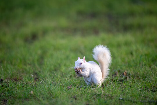 A rare white squirrel in a park in Olney, Illimois