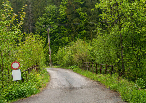Quiet rural road crossing a small bridge into dense mixed woodland after rainfall. Vibrant spring vegetation includes Norway maple (Acer platanoides), European beech (Fagus sylvatica), common hazel (C
