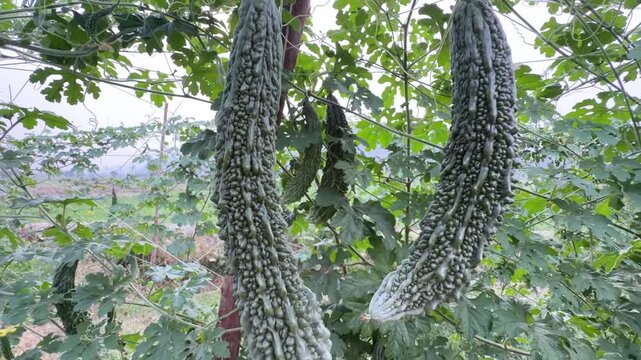 Tiny bumpy bitter melon fruit growing on vine with green leaves supported by trellis strings.
