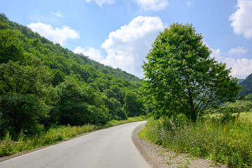 Naklejka premium Serene countryside road surrounded by vibrant green trees under bright sky