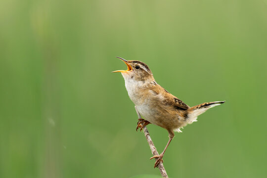 Marsh Wren