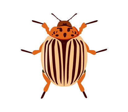 Colorado potato beetle vector illustration isolated on white background. Hand drawn illustration garden pest insect