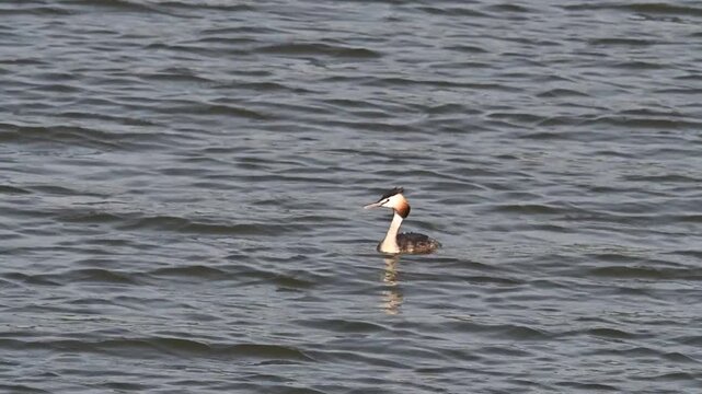Great Grebe , Podiceps cristatus , swimming calmly in a lake in its natural habitat