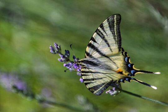 farfalla