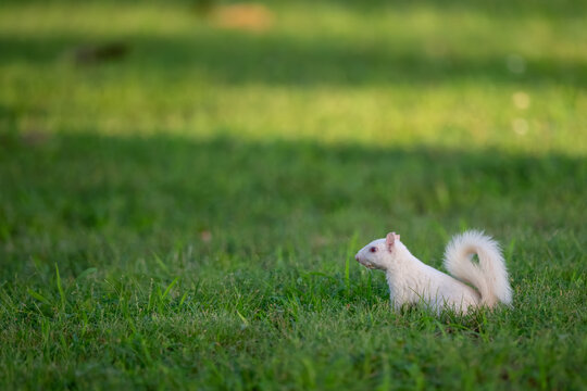 A rare white squirrel in a park in Olney, Illimois