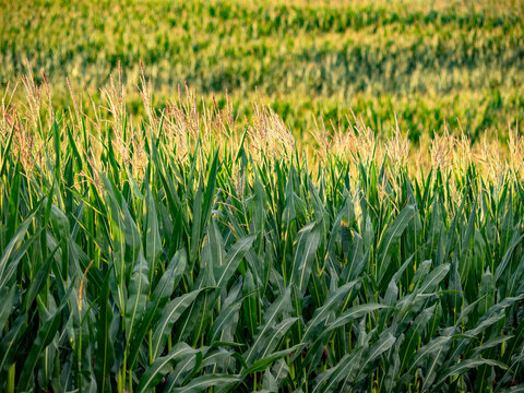 Maisfeld im Sommer