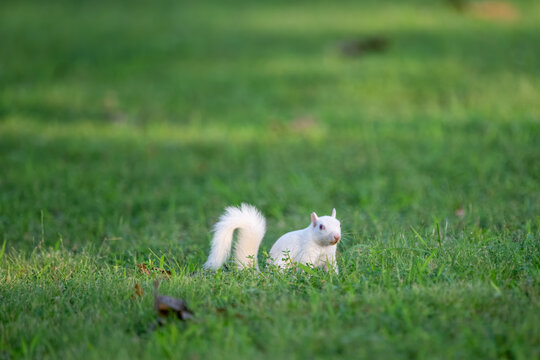A rare white squirrel in a park in Olney, Illimois