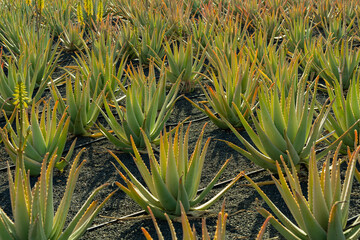 Obraz premium Aloe vera field plantation growing rows of succulent plants under sunshine for natural health and beauty products
