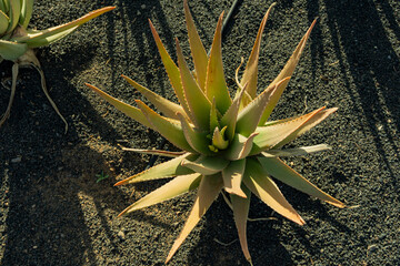Aloe Vera plant thriving in volcanic soil, showing healing properties and organic cultivation under bright sun © Alberyo