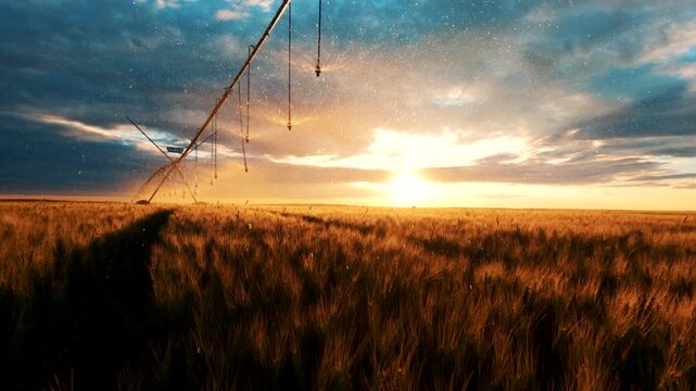A center pivot irrigation system sprays water across a golden wheat field during a beautiful sunset, showcasing modern precision agriculture in action. The warm evening light, dramatic clouds.